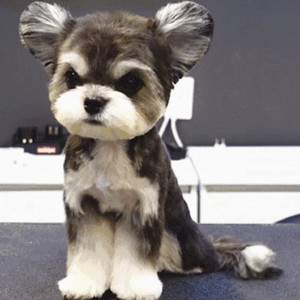 微博定制热舞蹈视频
